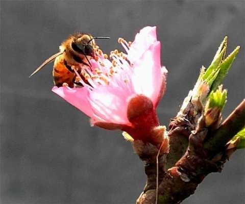 桃花不给蜜蜂花蜜为什么凋谢了 桃花为什么要给蜜蜂采花蜜