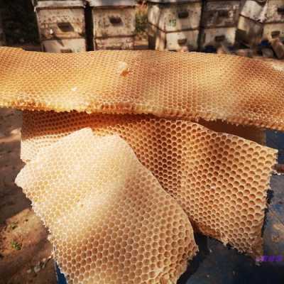 蜂蜜筑巢用的什么材料（蜂蜜建巢）