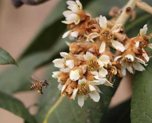 蜜蜂采什么花中毒,蜜蜂采什么花中毒最严重 