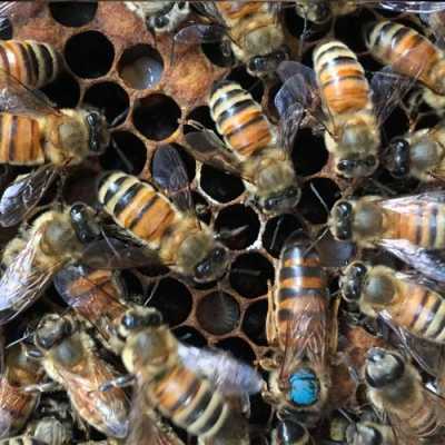  什么蜜蜂品种产量高「那种蜜蜂最厉害」