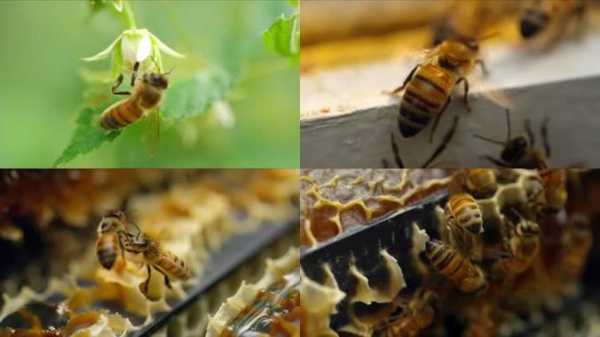 养蜂什么时候采蜜,养蜂什么时候采蜜比较好 