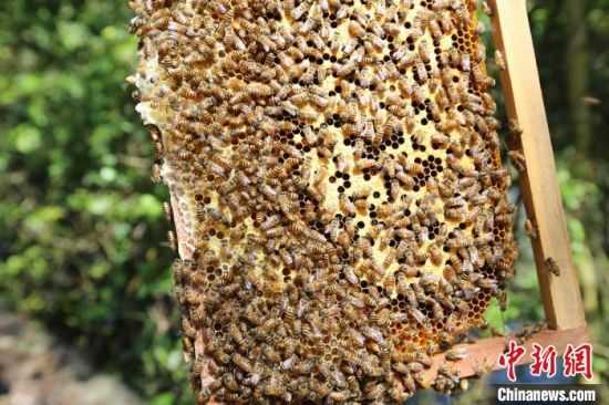 养蜂人如何判断蜜蜂是否采蜜