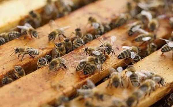 养蜜蜂有什么好处,养蜜蜂的好处 