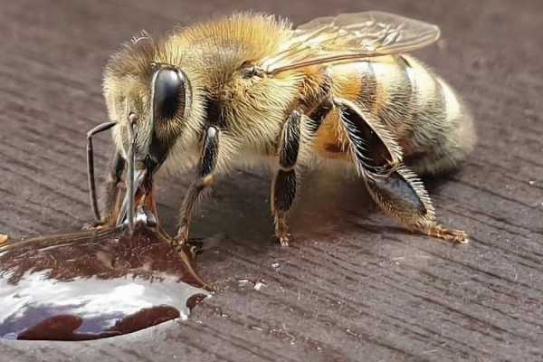 为什么蜜蜂会吃肉-为什么蜜蜂会吃蜂子