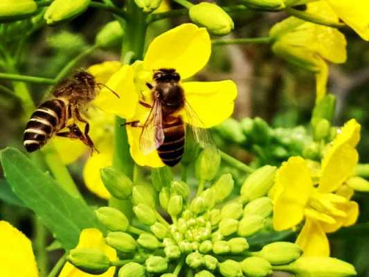 蜜蜂出来的季节-蜜蜂的出现在什么季节