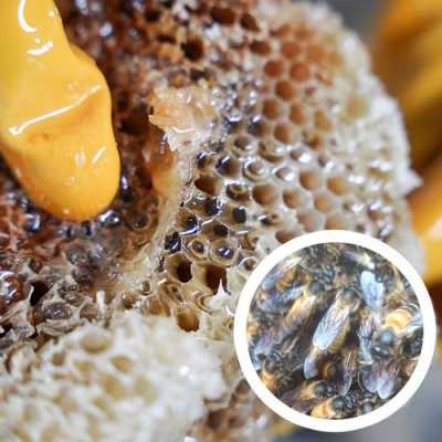 蜂排有什么作用,排蜂蜂蜜的营养价值 