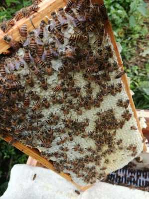  蜂盖蜜有什么功效「蜂盖能吃吗」