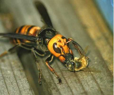  胡蜂的毒素是什么毒素「胡蜂是害虫吗?」