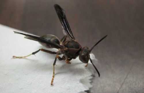  胡蜂的毒素是什么毒素「胡蜂是害虫吗?」