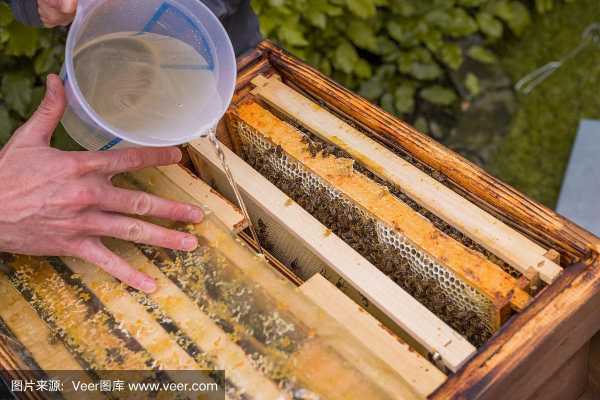 为什么喂蜂蜂蜜还要加水呢