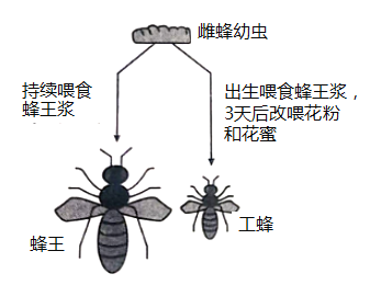 蜜蜂的发育方式为什么,蜜蜂的发育方式为什么是幼虫 