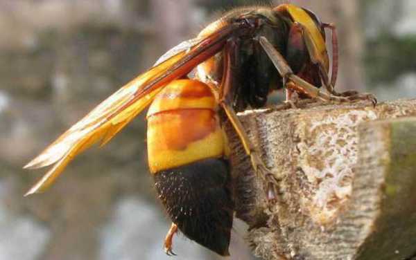  胡蜂为什么喜欢吃蜜蜂「胡蜂为什么会蜇人」