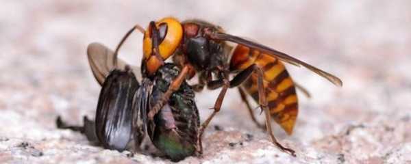 胡蜂和蜜蜂外形有什么区别,胡蜂和蜜蜂外形有什么区别图片 