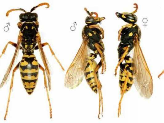 胡蜂和蜜蜂外形有什么区别,胡蜂和蜜蜂外形有什么区别图片 
