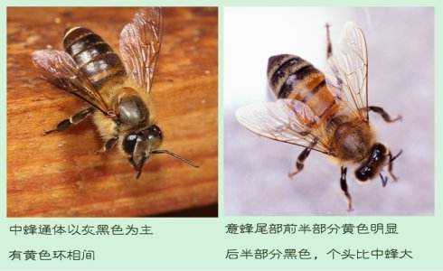 岩蜂与蜜蜂有什么区别「岩蜂与蜜蜂有什么区别呢」