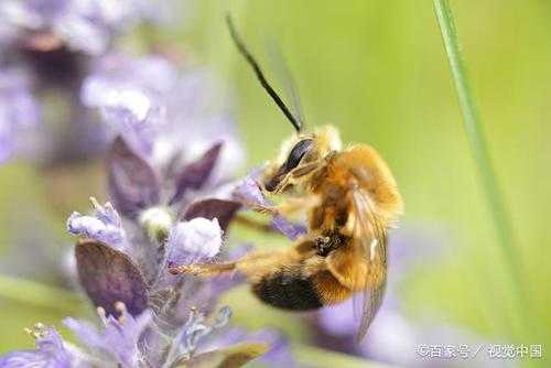 什么季节有蜜蜂采蜜 什么季节防意蜂盗蜜
