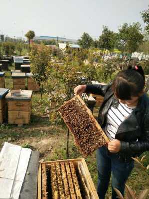 养蜂应该种几种树木 养蜂人需要栽什么花