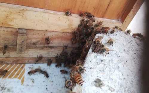  为什么蜜蜂箱门口少蜜蜂「蜜蜂全在箱内门口怎么回事」