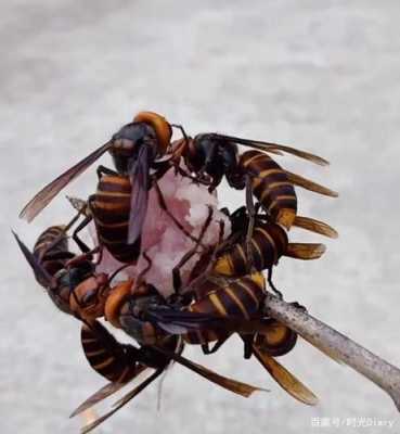 金环虎头蜂为啥在地下-金环虎头蜂为什么吃蜜蜂