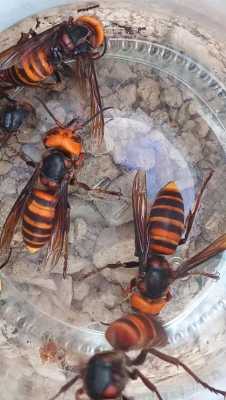 金环虎头蜂为啥在地下-金环虎头蜂为什么吃蜜蜂