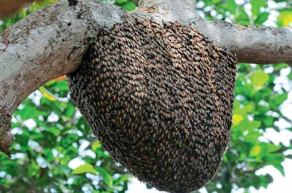 蜂巢只有一个出入口的是什么蜂 一个蜂巢里有什么不能吃的