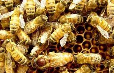 蜜蜂少了很多但是王还在-蜜蜂少了蜂王会发生什么事