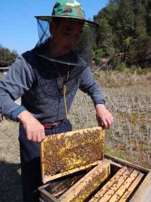 土蜂蜜啥时候采收