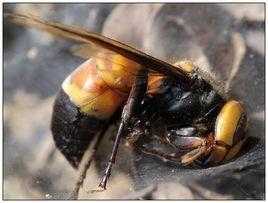 虎头蜂最黑色有什么_虎头蜂和黑尾蜂的区别