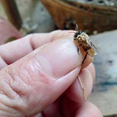 蜜蜂杀螨用药过量 蜜蜂打螨药后有什么症状