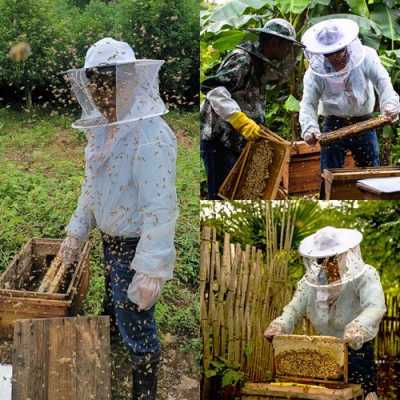 养土蜂蜜有什么技术_养土蜂蜜的技术视频