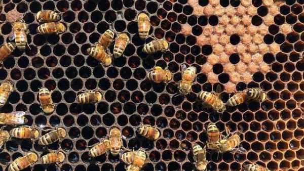 石灰对蜜蜂有什么影响,石灰对蜜蜂有害吗 