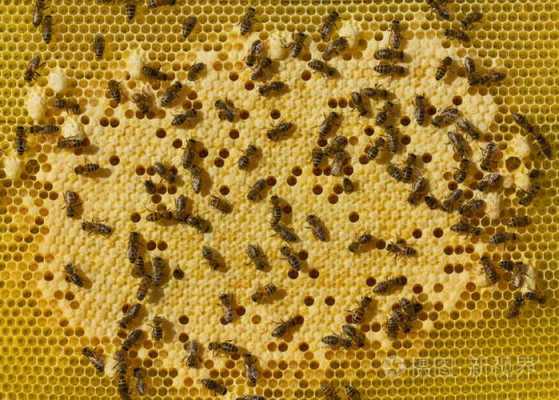 蜜蜂幼虫形态特征 蜜蜂蜂的幼虫长什么样