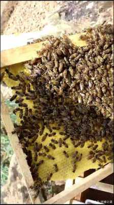  蜜蜂吃脾是什么原因「中蜂吃脾是咋啦」