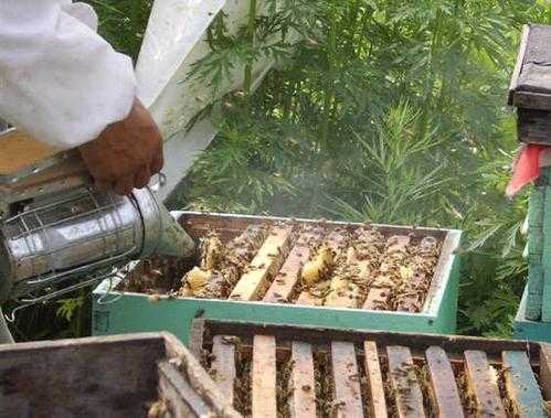 蜜蜂消毒土方法是什么意思,怎样给蜜蜂消毒 
