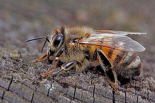 什么蜂吃木头