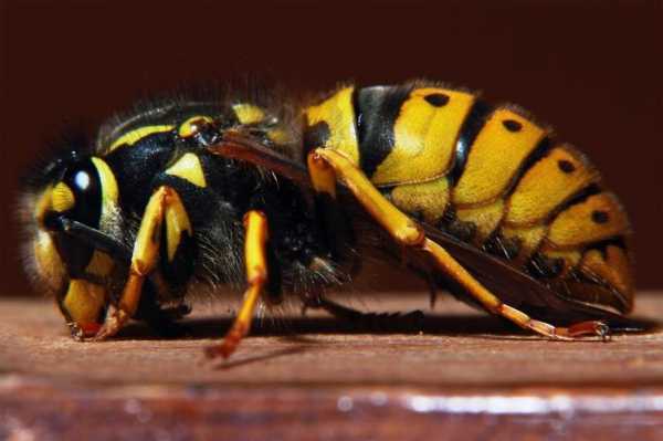 黄蜂的毒素对人体的影响 黄蜂的毒有什么好处