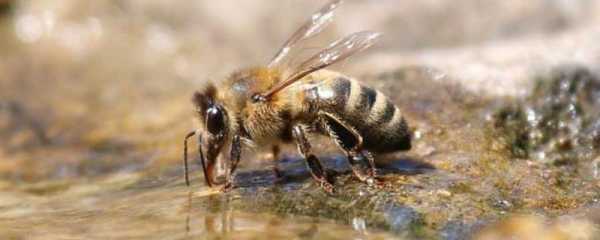蜜蜂工蜂有什么特点（蜜蜂中的工蜂主要有以下哪几项工作）