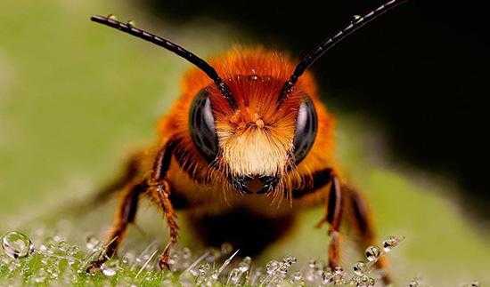 美国蜜蜂种类