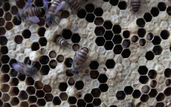 为什么新蜂箱也有巢虫子-为什么新蜂箱也有巢虫