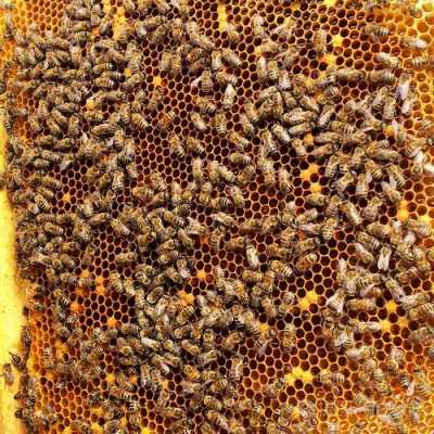  蜜蜂的巢有什么作用和功能「蜜蜂的巢有什么作用和功能呢」