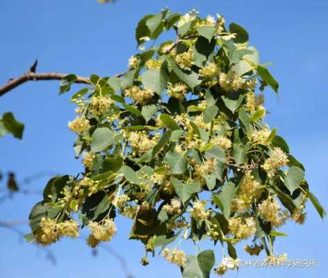 什么椴树品种好,椴树有几个品种哪个品种最出蜜 