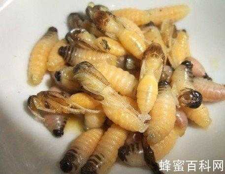 蜂王的幼什么人不能吃,蜂王幼虫经常吃有没有副作用 