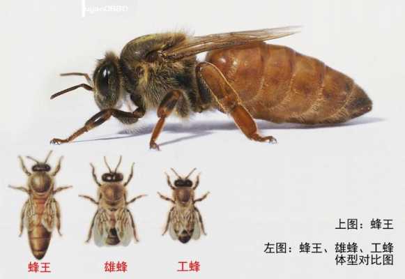 生活中常见的蜂类-生活中蜂有什么作用