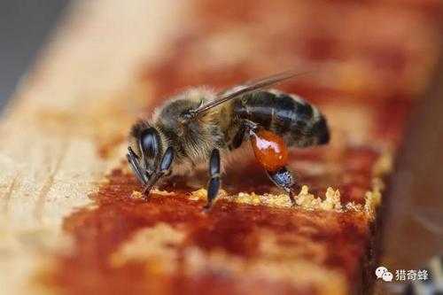 蜜蜂为什么产蜂胶 蜂为什么会产蜜