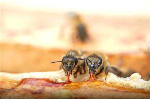 勤劳的蜜蜂有虫吃