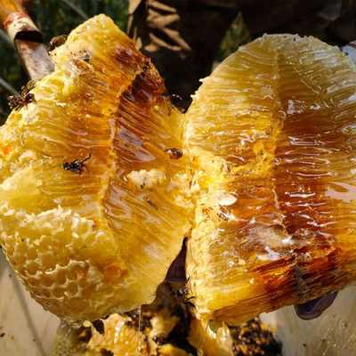 岩蜂蜜怎么样 岩蜂蜜是什么品种