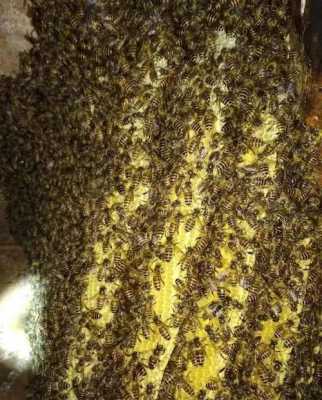 新放养的蜂群为什么会跑