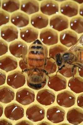 采蜂蜜为什么不能采到蜂蛹_为什么蜜蜂采蜜却不吃