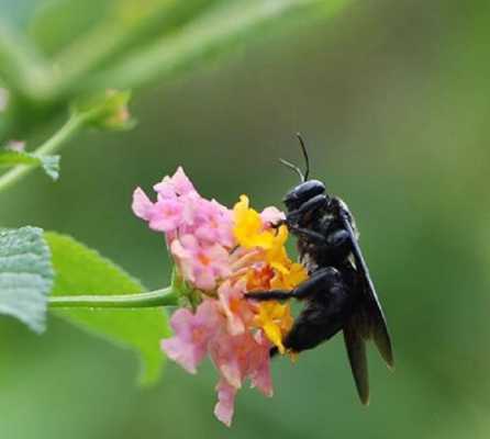 新疆黑蜂一般采什么花_新疆黑蜂一般采什么花苞