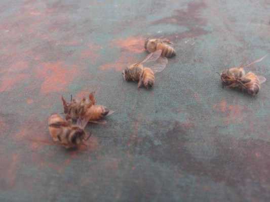 蜜蜂中毒严重怎么办-蜜蜂中毒是什么症状